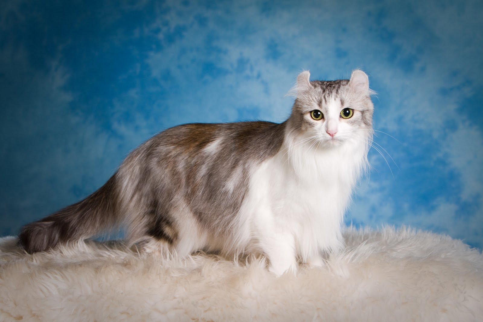 американские породы кошек с фотографиями
