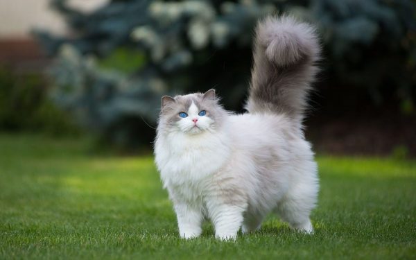 Толстый пушистый кот