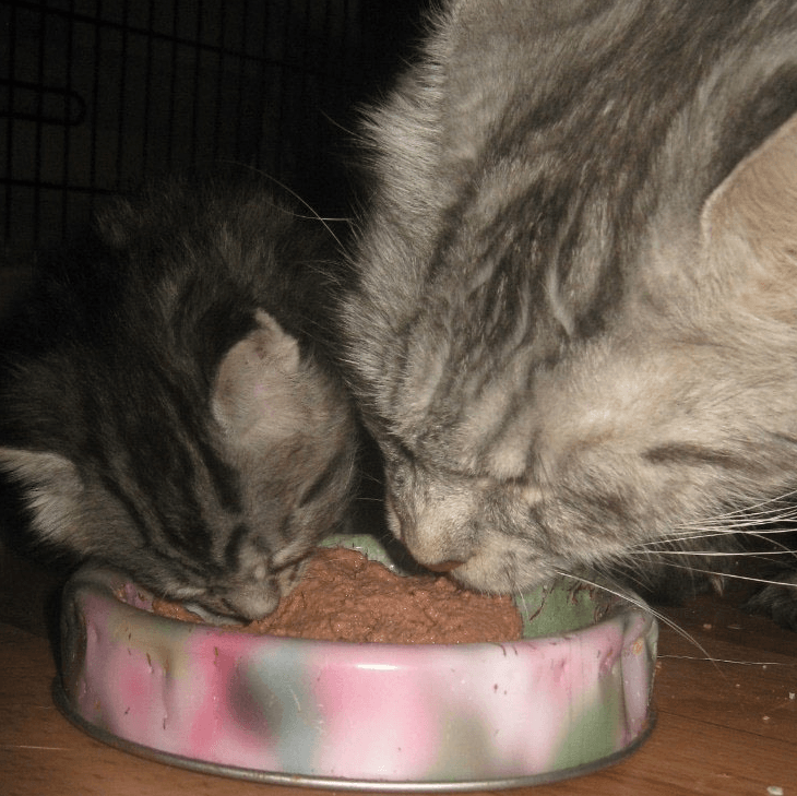 Можно ли кормить котенка взрослым кормом. Корм для кошек. Кормление кошек. Котенок ест корм. Накорми котенка.