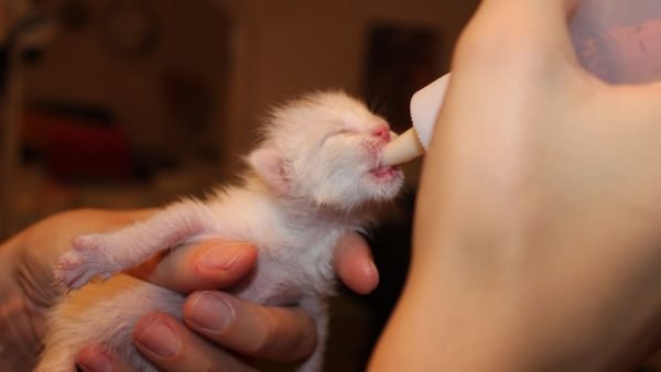 Новорождённый котёнок