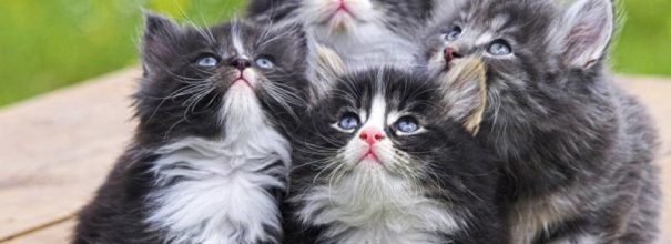 Воспитание котёнка в домашних условиях: правила и рекомендации