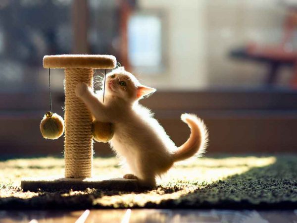 Как воспитывать котенка особенности и нюансы воспитания, как воспитать животное правильно и не (воспитывать, котенок, воспитание, воспитать) воспитать