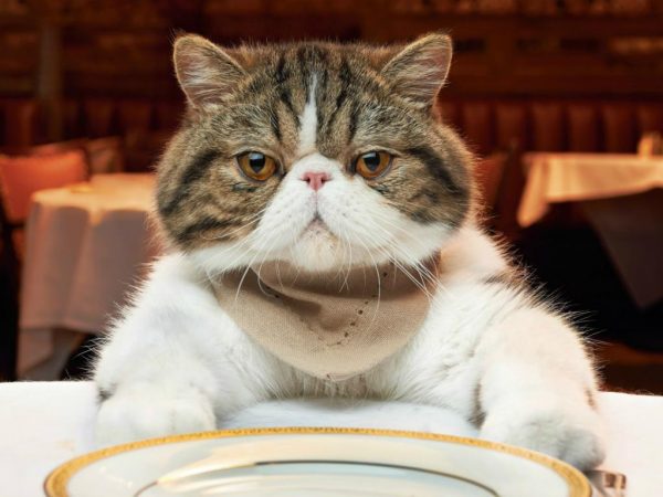 Кот и пустая тарелка перед ним