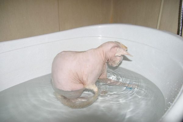 Петерболд в ванне