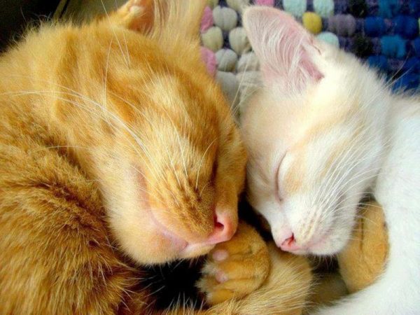 Кот и котёнок спят рядом