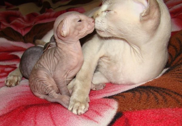 Петерболд мама с котёнком
