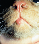 Индолентная язва нижней губы у кошки