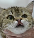 Индолентная язва верхних губ у кошки