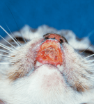 Обширная хроническая индолентная язва у кошки