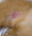 Эозинофильная бляшка на внутренней поверхности бедра кошки