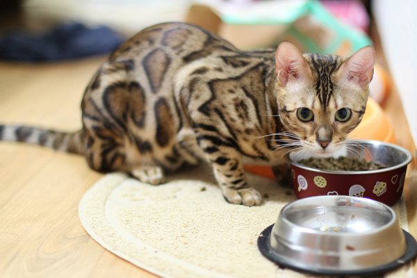 Бенгальская кошка и миски с едой