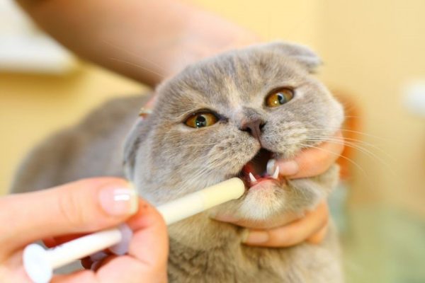 Коту дают лекарство со шприца орально