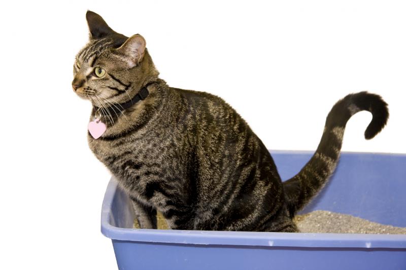 Вазелиновое масло при запорах у кошек: сколько и как давать