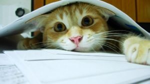 Кот под листами бумаги
