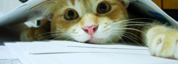 Кот под листами бумаги