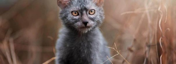 Кошка ликой или кот оборотень: описание новой популярной породы