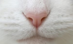 Нос кота