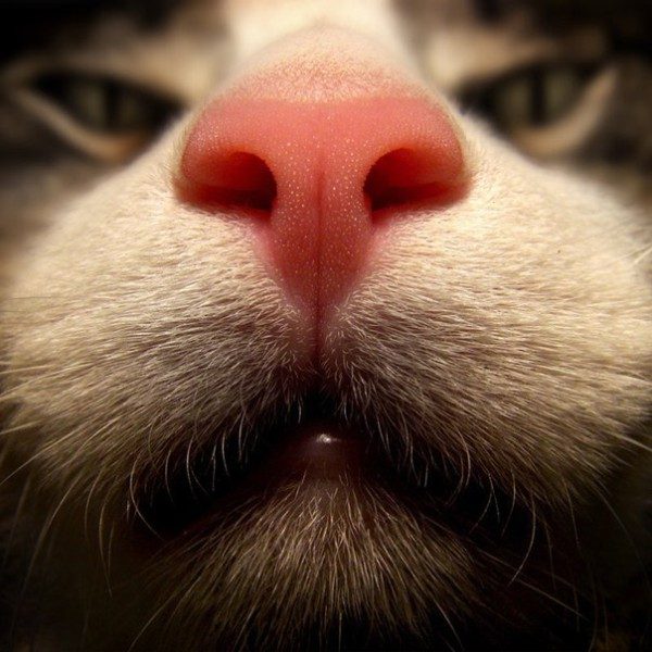 Розовая мочка носа у кота (норма)