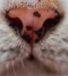 Лентиго на носу у кошки