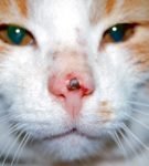 Плоскоклеточный рак мочки носа у кота