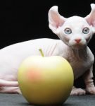 Кошка породы двельф рядом с яблоком