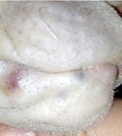 Акне в области нижней губы у сфинкса