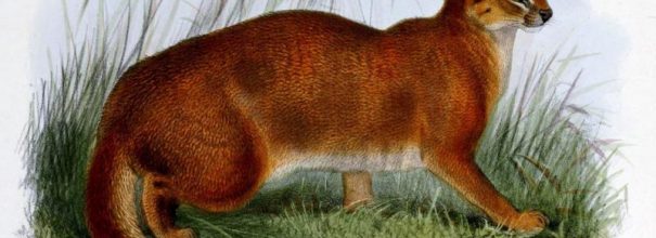 Калимантанская или борнеоская кошка: фото, описание, внешний вид