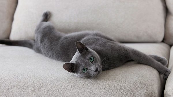 Русская голубая кошка лежит на сером диване, вытянув все лапы