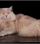 Йоркская кошка лиловая ваниль