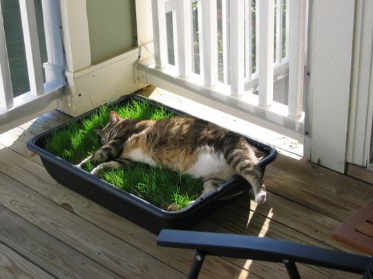 Кот лежит в лотке с травой