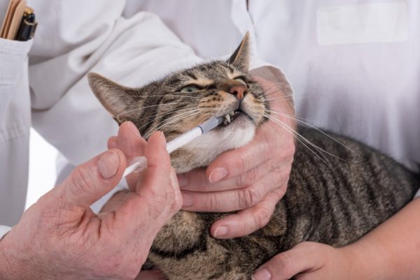 Ветеринар даёт лекарство кошке