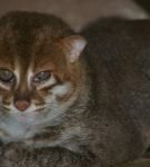Суматранская кошка сидит, полуоткрыв глаза