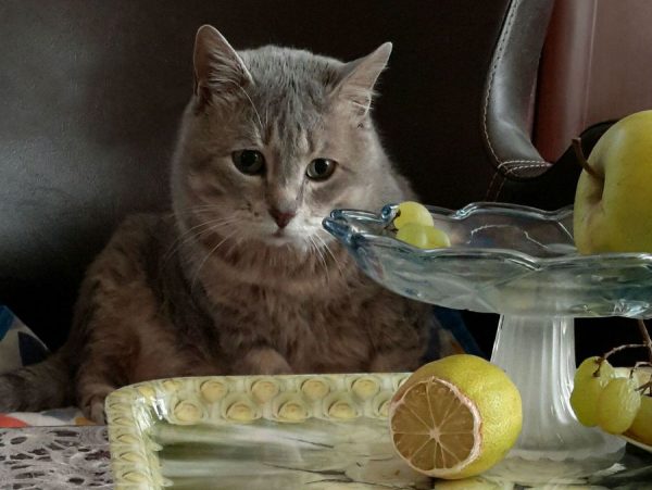 Кошка и лимон