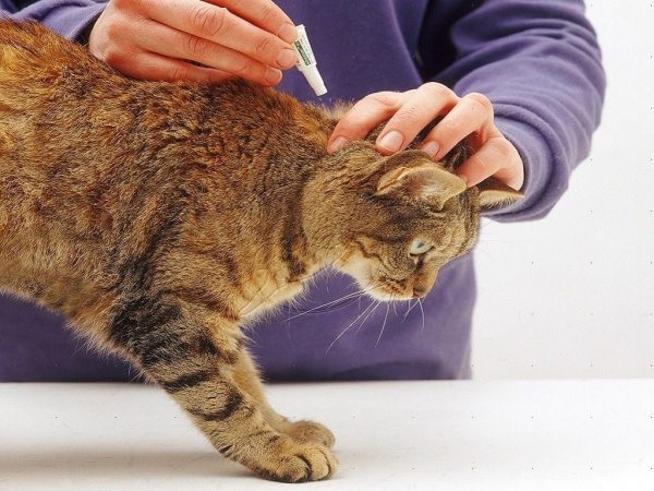 Наносят лекарство кошке на холку