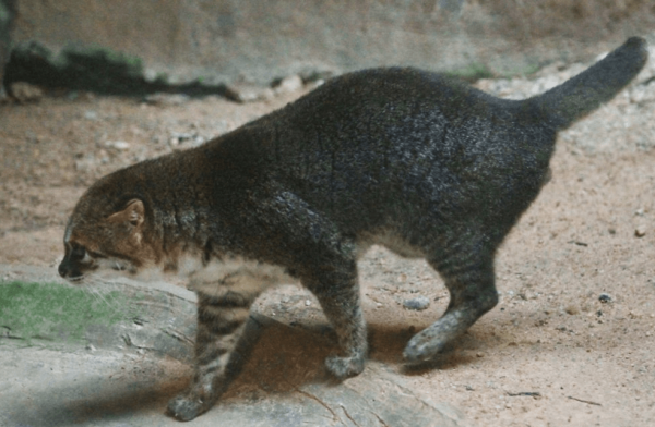 Суматранская кошка шагает по бетонному полу зоопарка