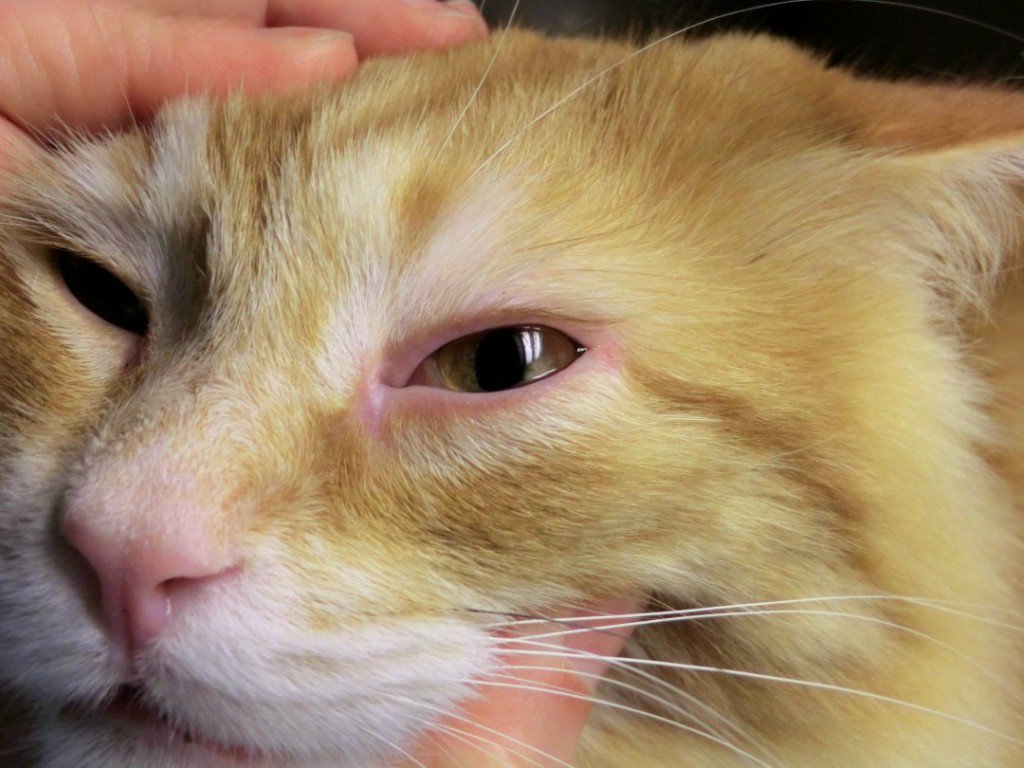 Выпадение волос вокруг глаз у кошек