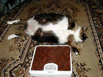 Кошка с ожирением лежит рядом с напольными весами