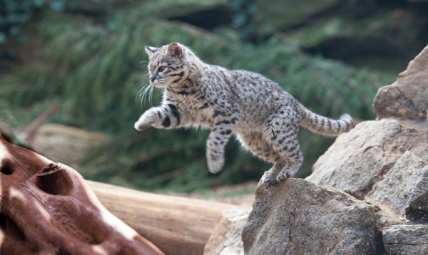 Кошка Жоффруа в прыжке