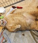 Толстый рыжий кот лежит на полу клетки