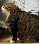 Толстый полосатый кот сидит на полу
