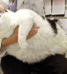 Ветеринар держит на руках толстого белого кота