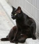 Аналолийская кошка чёрная