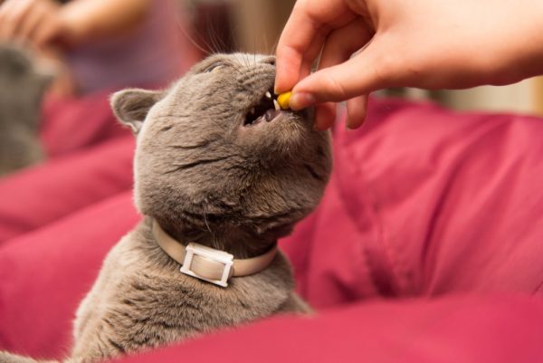 Кот принимает таблетку