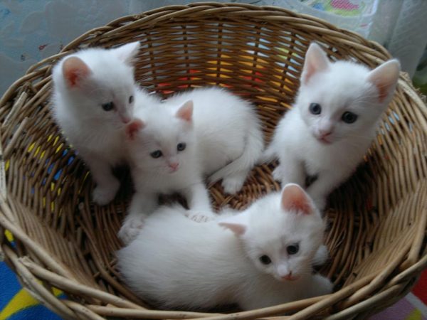 Четыре белых котёнка
