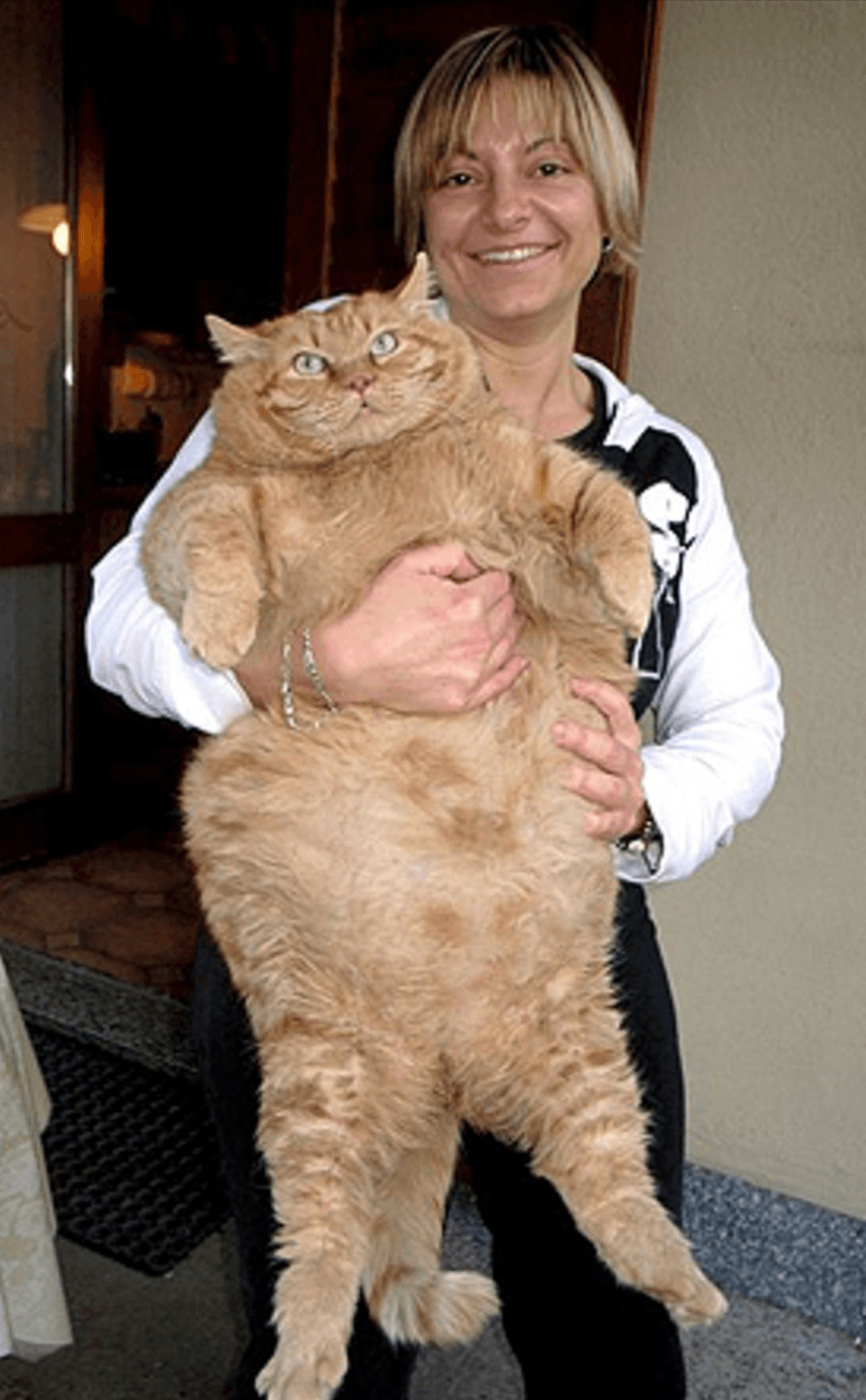 Толстого кота в мире. Австралийский кот химми. Кот химми 21 кг. Химми кот толстый. Самый толстый кот химми.