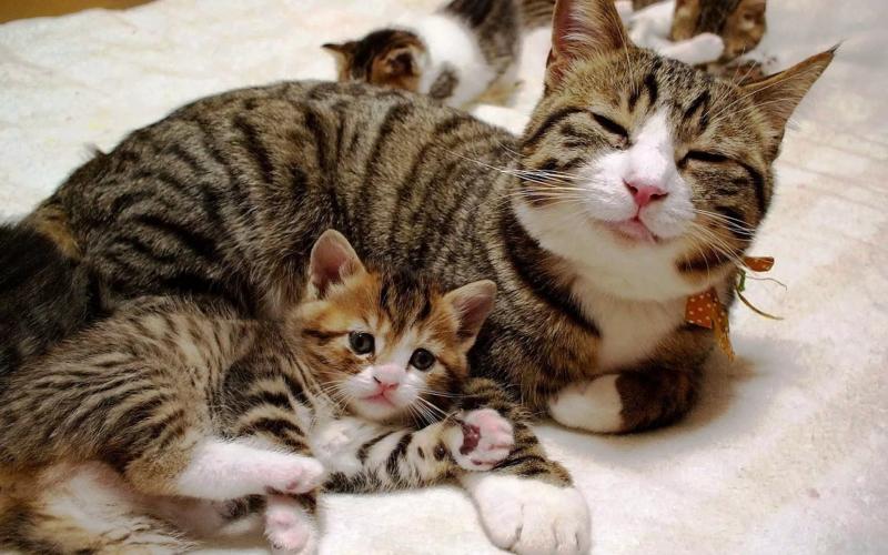 Хламидиоз у кошек: симптомы, опасность для животного и человека, возможно ли лечение в домашних условиях, рекомендации ветеринаров