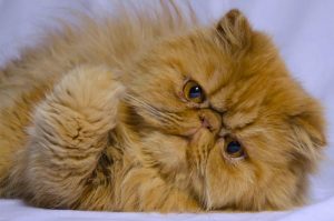 Персидский кот лежит