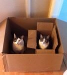 Две кошки в коробках