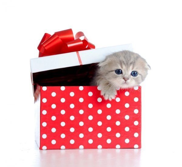 Котёнок в коробке