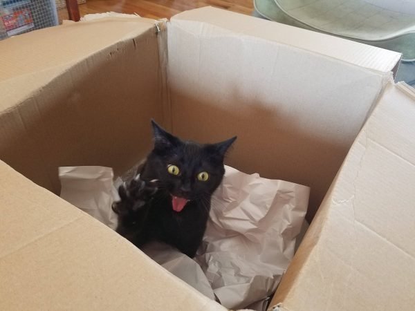 Кот атакует из коробки